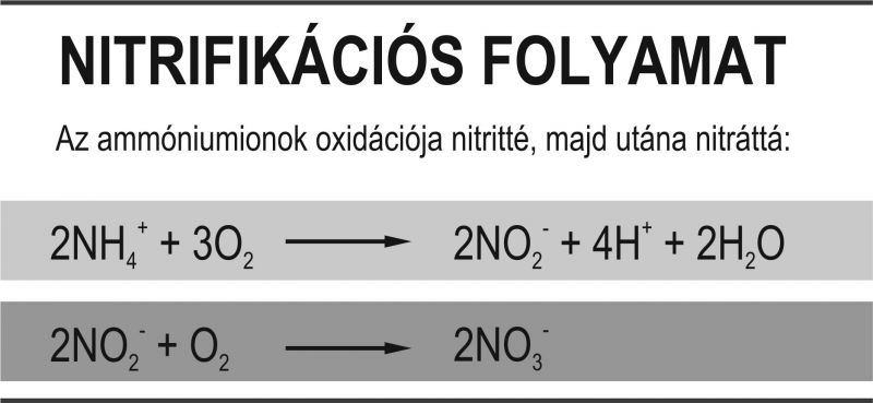 nitrifikációs folyamat